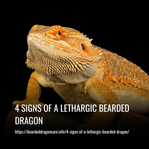 4 signs of a lethargic bearded dragon