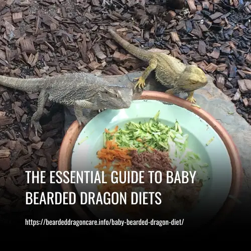 Baby Bearded dragon diet