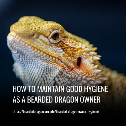 Bearded dragon owner hygiene