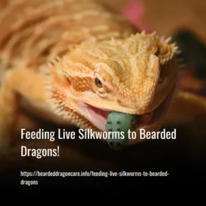 Read more about the article Feeding Live Silkworms to Bearded Dragons