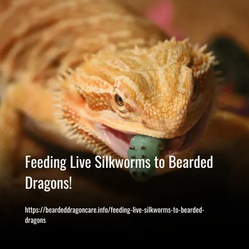 Feeding live silkworms to Bearded dragons