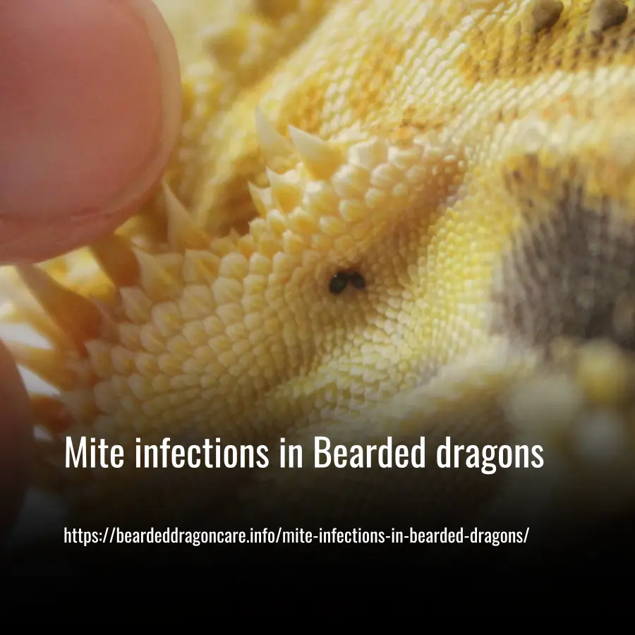 Mite infections in Bearded dragons