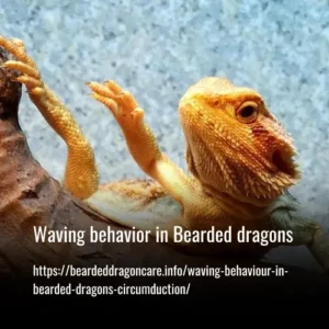 Read more about the article Waving behavior in Bearded dragons (Circumduction)