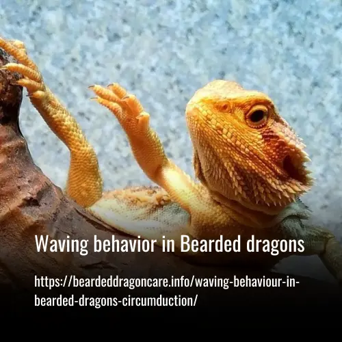 Waving behavior in Bearded dragons (Circumduction)