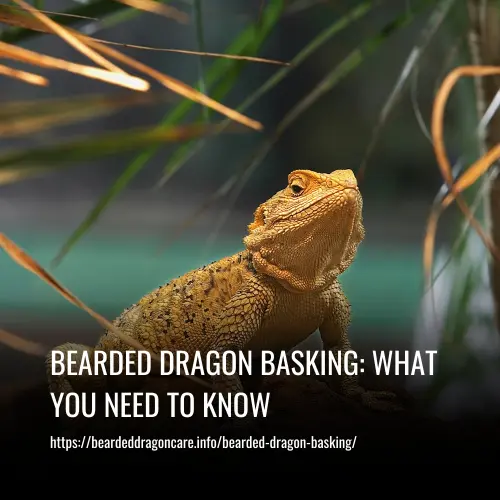 bearded dragon basking