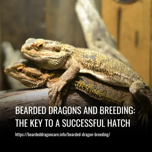 bearded dragon breeding