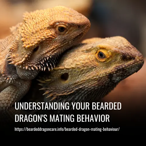 bearded dragon mating behaviour