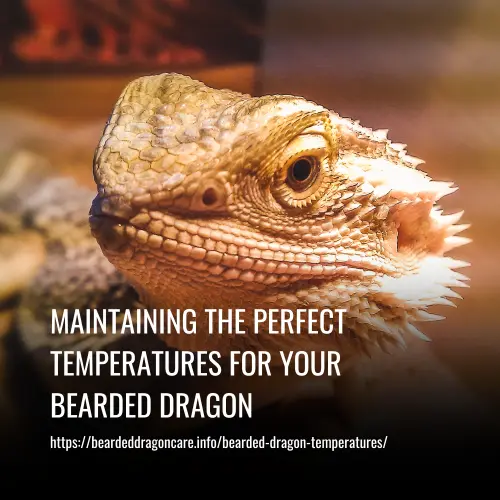 Read more about the article Maintaining the Perfect Temperatures for Your Bearded Dragon