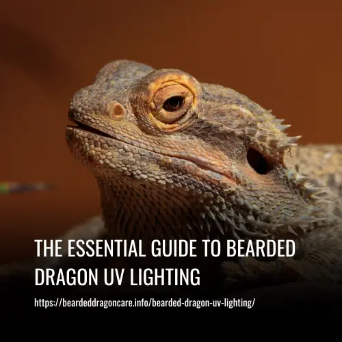 Read more about the article The Essential Guide to Bearded Dragon UV Lighting