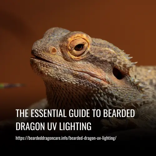 bearded dragon uv lighting