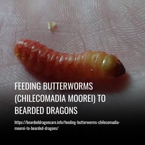 feeding butterworms chilecomadia moorei to bearded dragons