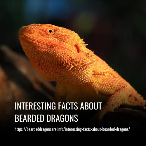 Read more about the article Interesting Facts About Bearded Dragons