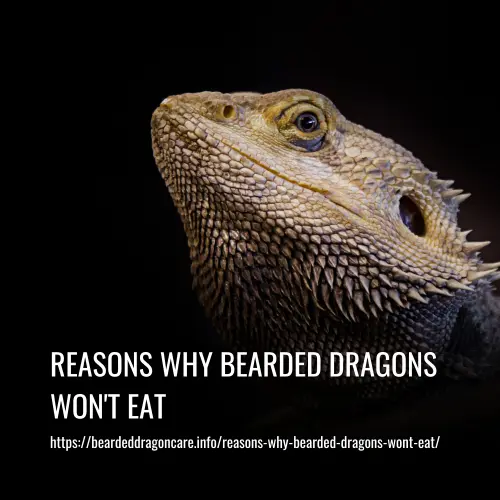 reasons why bearded dragons wont eat