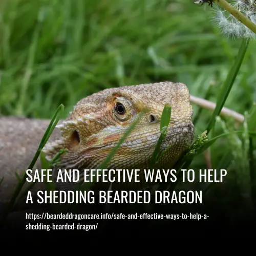 safe and effective ways to help a shedding bearded dragon