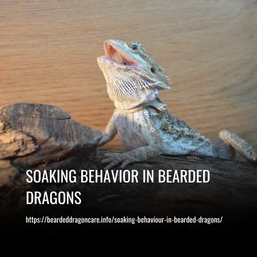 Read more about the article Soaking Behavior in Bearded Dragons