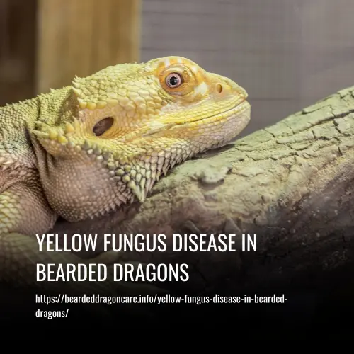 yellow fungus disease in bearded dragons