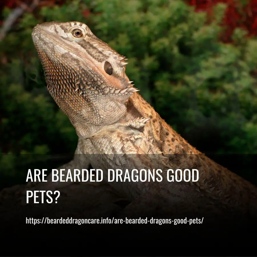 Are Bearded Dragons Good Pets