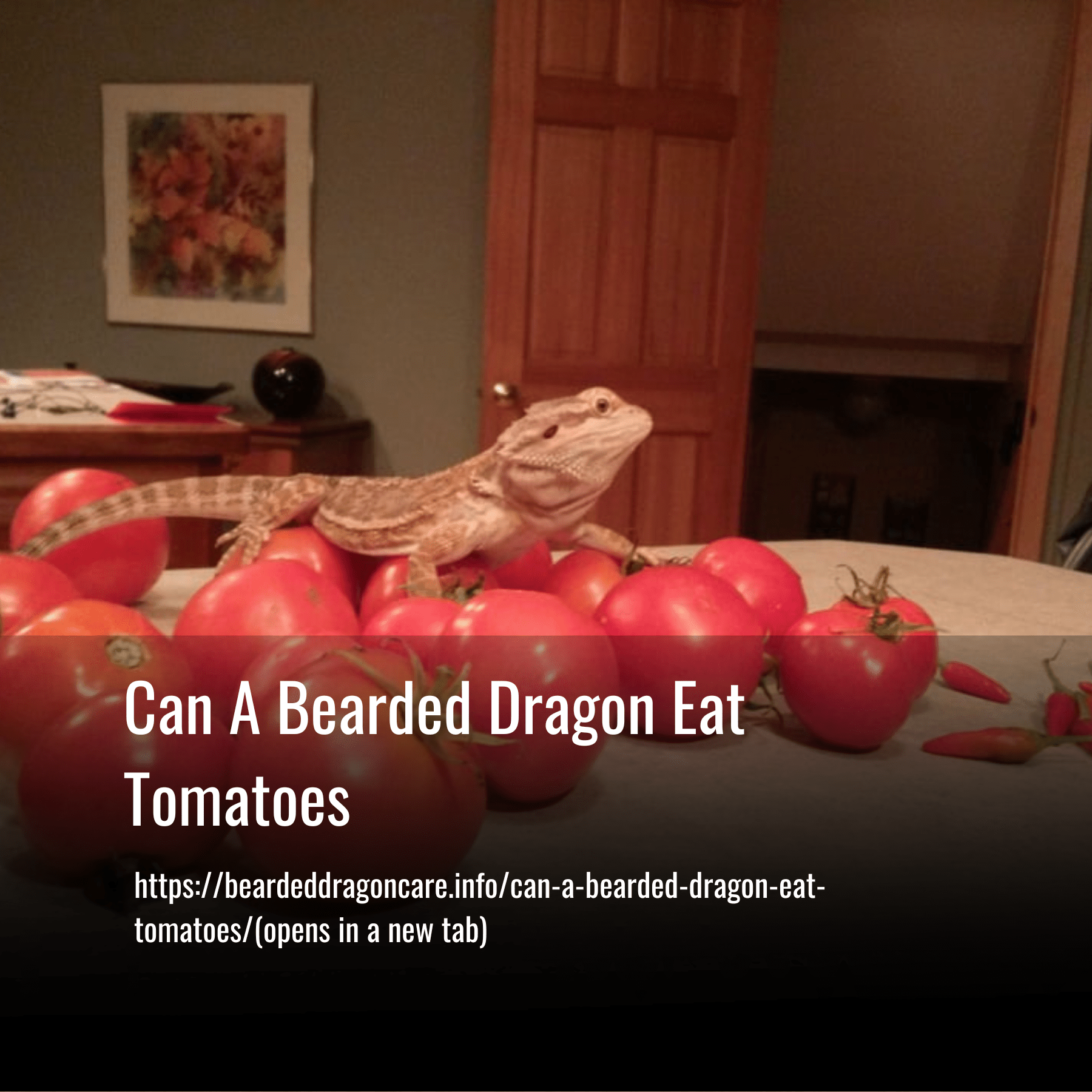 Can A Bearded Dragon Eat Tomatoes
