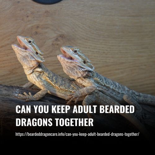 Read more about the article Can You Keep Adult Bearded Dragons Together