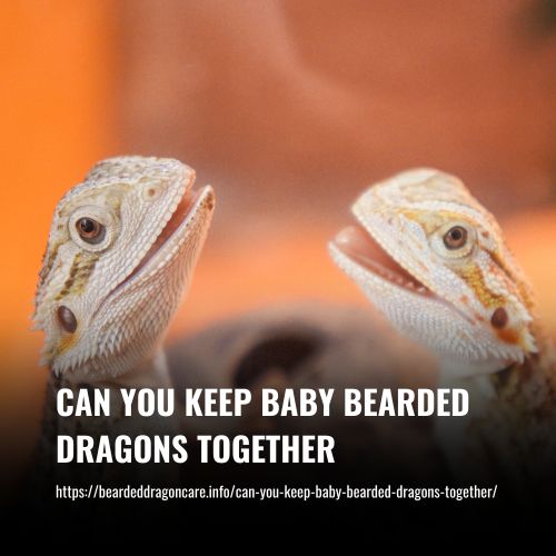 Can You Keep Baby Bearded Dragons Together