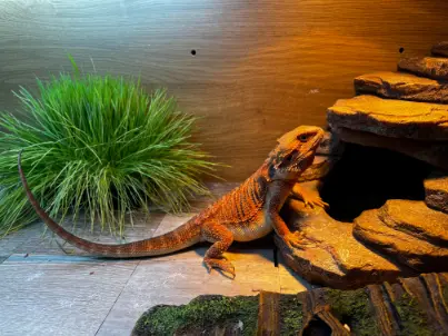 Do Bearded Dragons Need to Hibernate