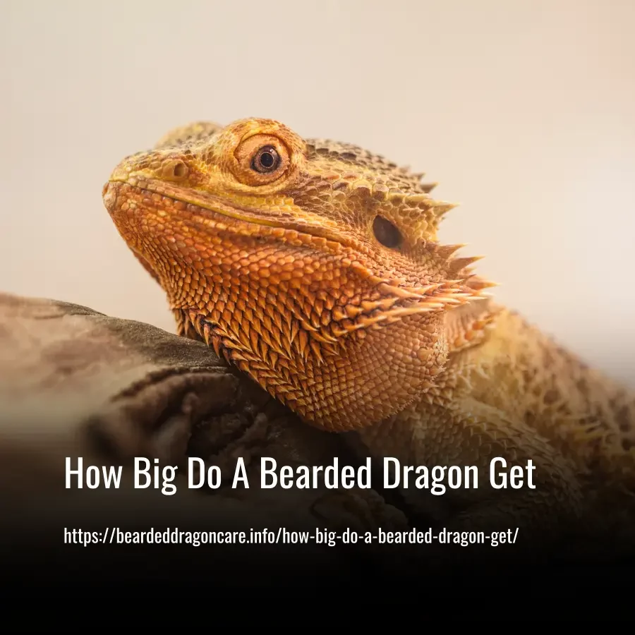 Read more about the article How Big Do A Bearded Dragon Get