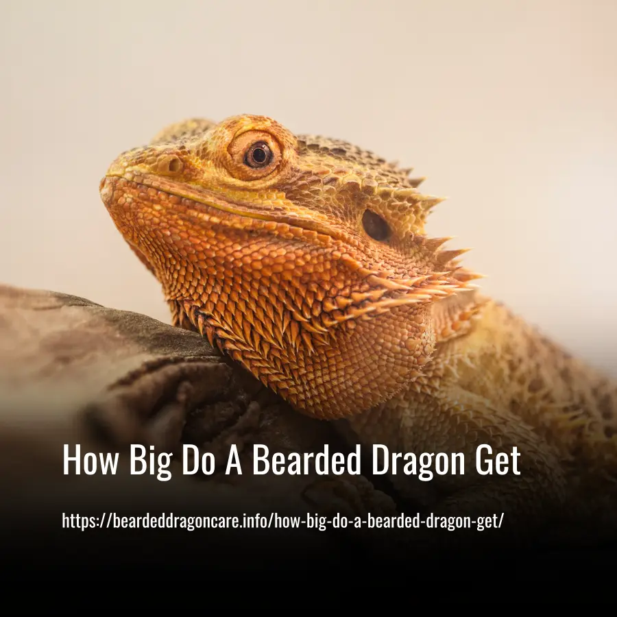 How Big Do A Bearded Dragon Get