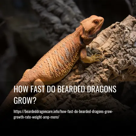 How Fast Do Bearded Dragons Grow