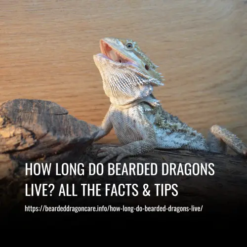 Read more about the article How Long Do Bearded Dragons Live? All the Facts & Tips