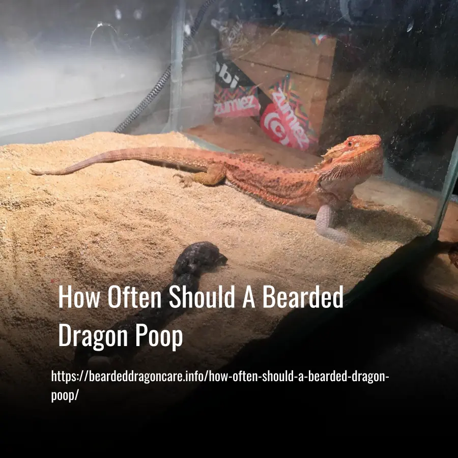 How Often Should A Bearded Dragon Poop