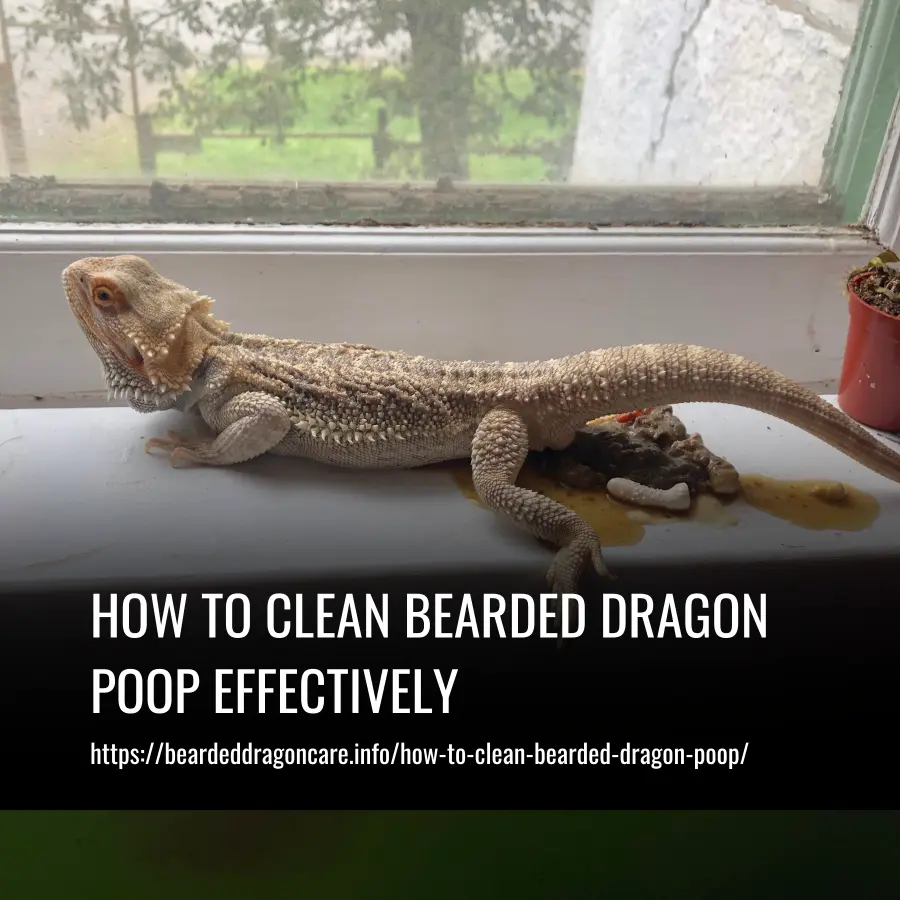 How to Clean Bearded Dragon Poop Effectively