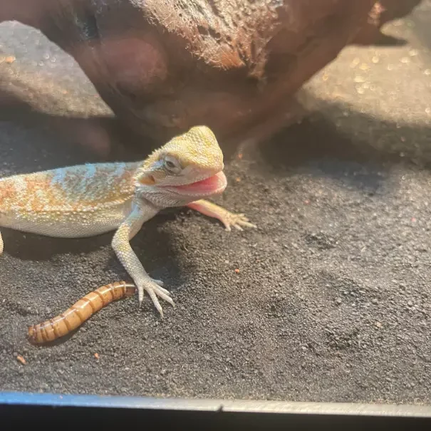 How to Get a Baby Bearded Dragon to Eat