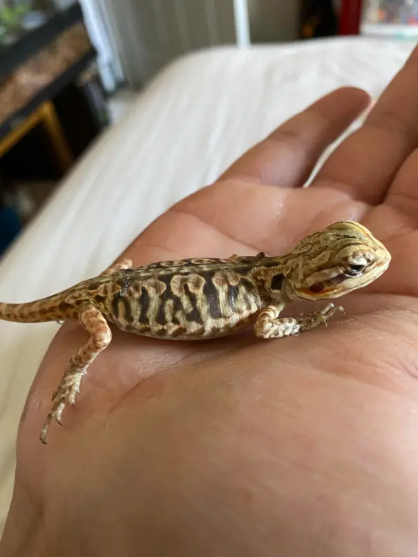 How to Take Care of a Baby Bearded Dragon A Complete Guide