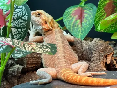 Keeping Your Bearded Dragon Active Year-Round