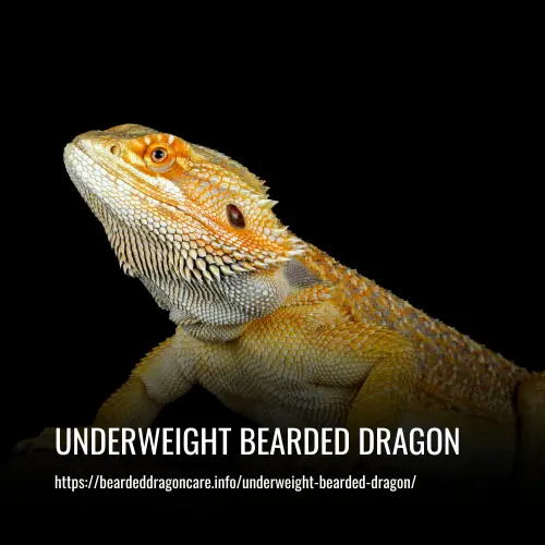 Read more about the article Underweight Bearded Dragon: Signs, Causes & How To Fatten Up