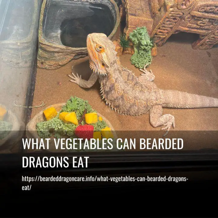 What Vegetables Can Bearded Dragons Eat