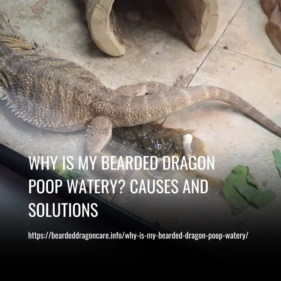 Read more about the article Why Is My Bearded Dragon Poop Watery? Causes and Solutions