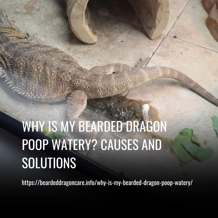 Why Is My Bearded Dragon Poop Watery Causes and Solutions