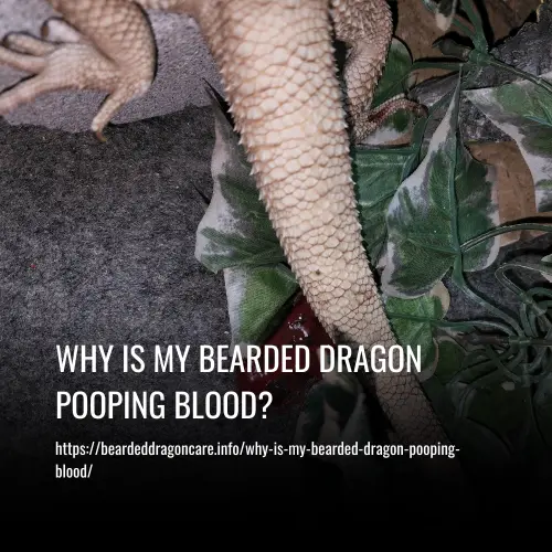 Why Is My Bearded Dragon Pooping Blood