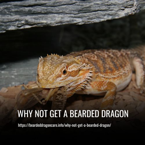 Read more about the article Why Not Get A Bearded Dragon? Guide to Getting Pet Reptile
