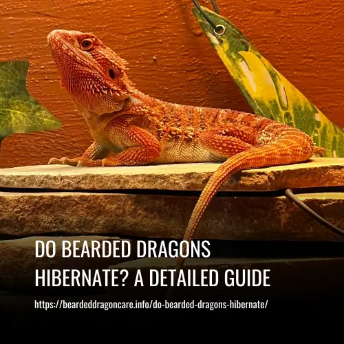 do bearded dragons hibernate