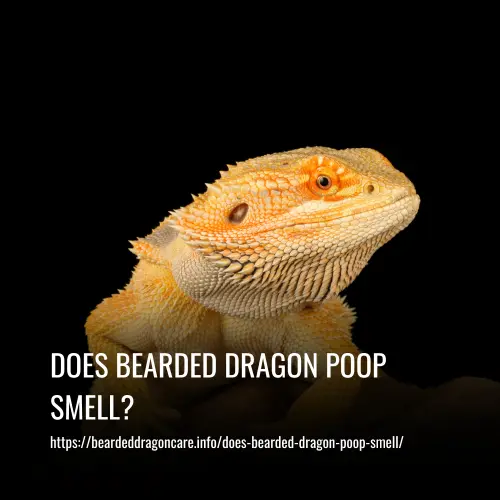 Read more about the article Does Bearded Dragon Poop Smell? Exploring the Facts