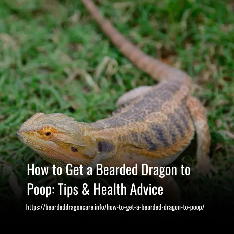 Read more about the article How to Get a Bearded Dragon to Poop: Tips & Health Advice