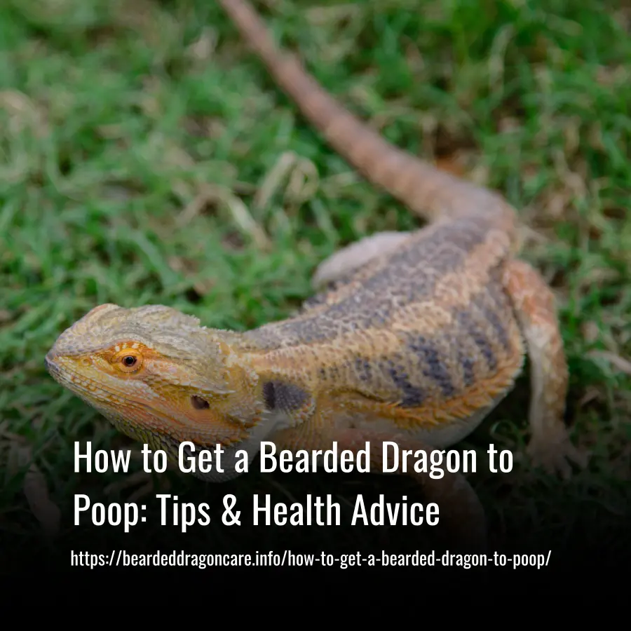 how to get a bearded dragon to poop