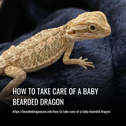 how to take care of a baby bearded dragon