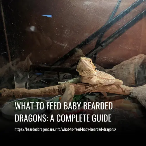 what to feed baby bearded dragons