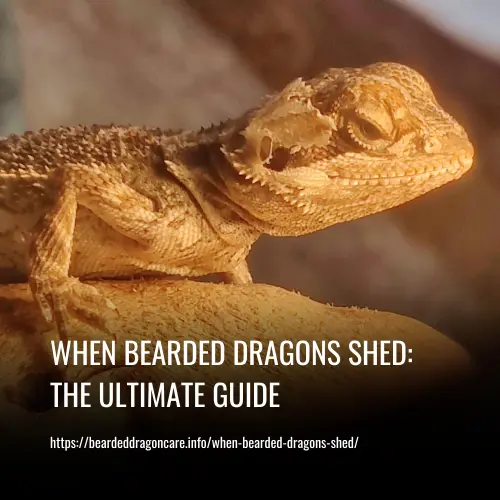 when bearded dragons shed