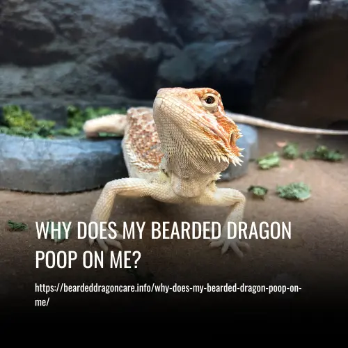 why does my bearded dragon poop on me