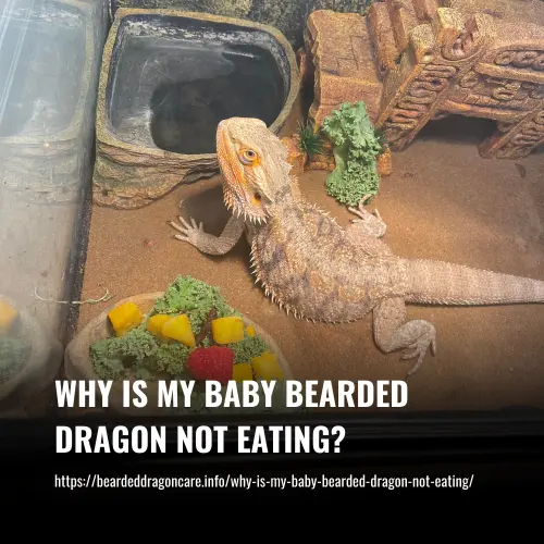 why is my baby bearded dragon not eating