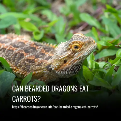 Read more about the article Can Bearded Dragons Eat Carrots? The Ultimate Guide